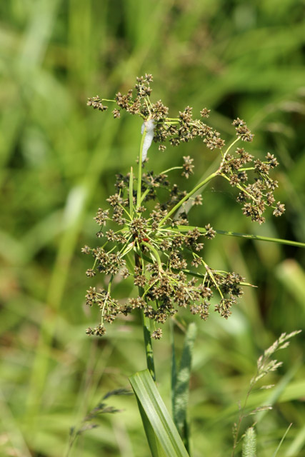 North Shore area, Minnesota. United States of America.