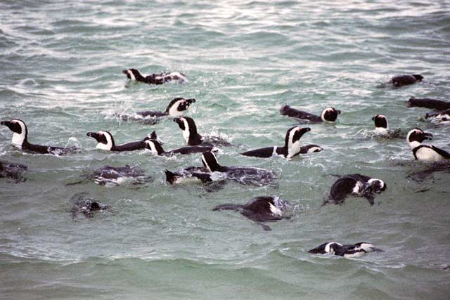 Penguins at Boulders Beach. South Africa.