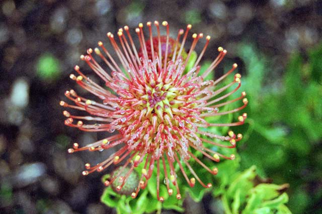 Kirstenbosch Botanic Gardens, Cape Town. South Africa.