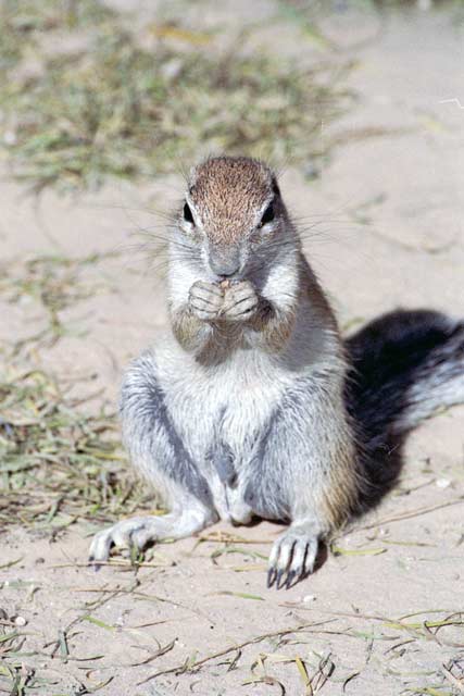 Cape ground squirrel, Kalahari Gemsbok National Park. South Africa.