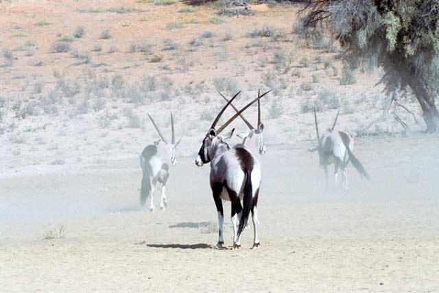 Gemsbok, Kalahari Gemsbok National Park. South Africa.