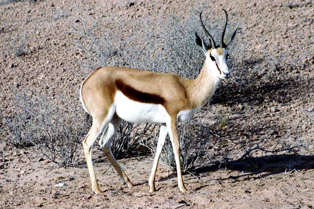 Springbok, Kalahari Gemsbok National Park. South Africa.