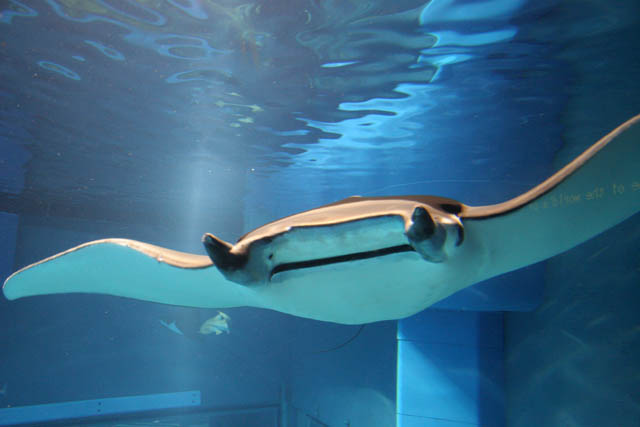 Manta ray. Aquarium at Osaka. Japan.