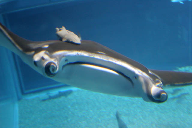 Manta ray. Aquarium at Osaka. Japan.
