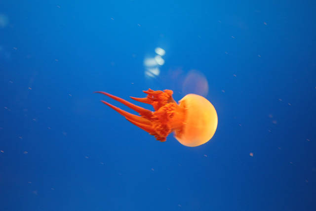 Jellyfish. Aquarium at Osaka. Japan.