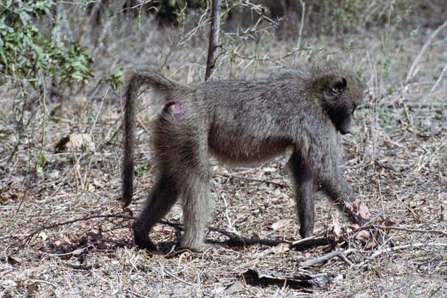 Baboon, Kruger National Park. South Africa.