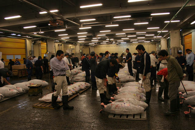 Morning tuna auction. Sellers are checking quality of tunas. Tsukiji fish market, Tokyo. Japan.