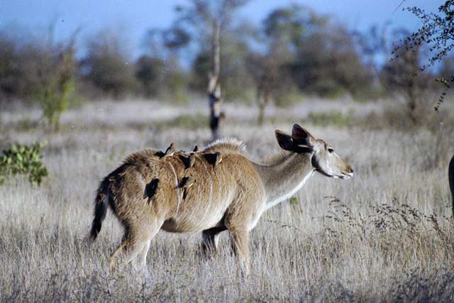 Kudu, Kruger National Park. South Africa.