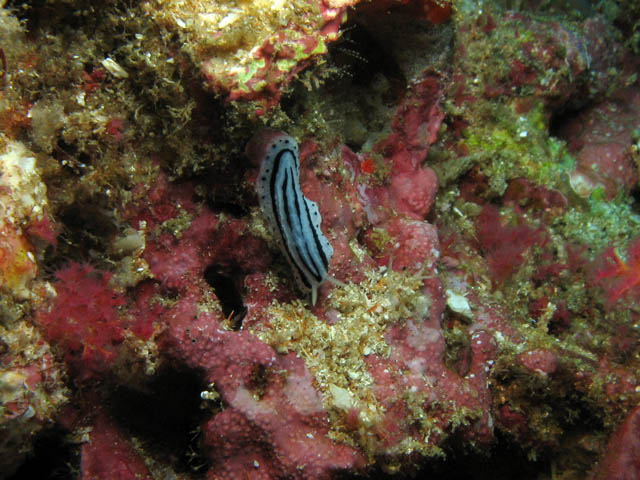Polyclad Flatworm. Richelieu Rock dive site. Thailand.