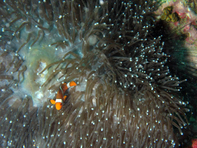 Anemone and Clown Anemonefish. Richelieu Rock dive site. Thailand.