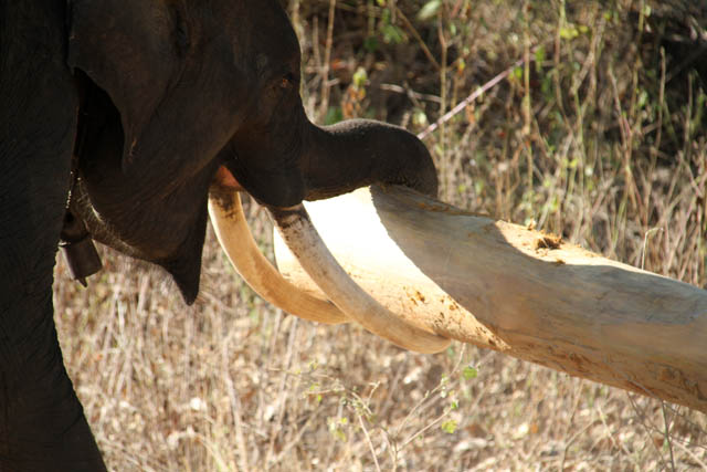 Elephant at work carrying tree. Camp with working elephants. Taungoo town area. Myanmar (Burma).