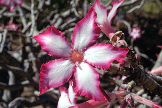 Kruger National Park. South Africa.