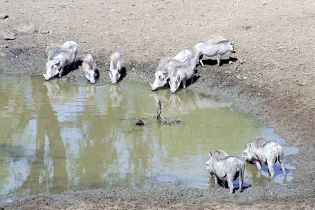 Warthogs, Hluhluve-Umfolozi National park. South Africa.