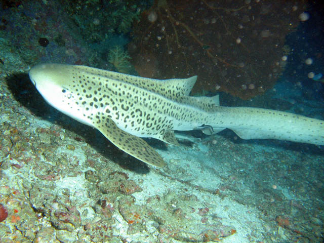 Leopard sharks, Koh Bon pinnacle dive site. Thailand.