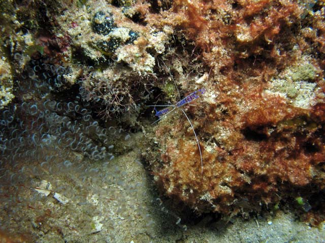 Shrimp, Playa Santa Lucia. Cuba.