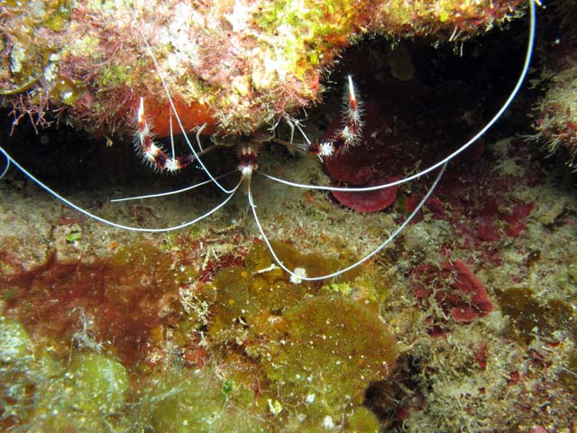 Cleaning shrimp, Playa Giron. Cuba.