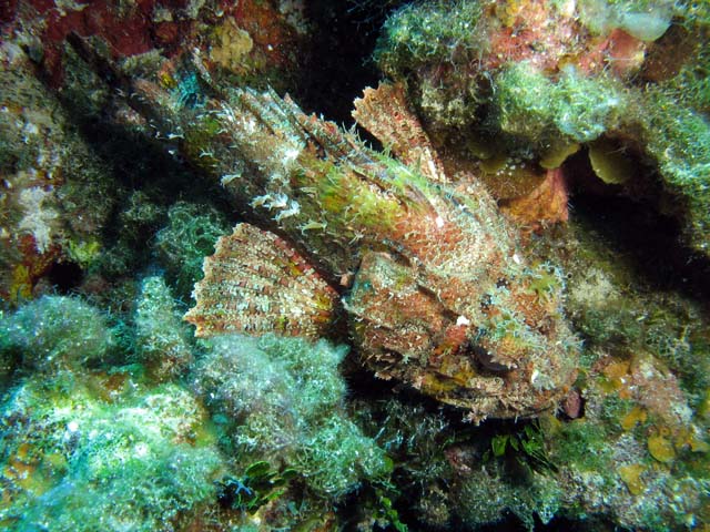 Scorpionfish, Yemaya dive site, Maria La Gorda. Cuba.