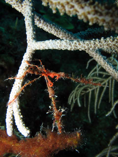 Spider crab, El Encanto dive site, Maria La Gorda. Cuba.