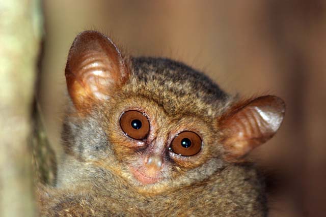 Tarsier, Tangkoko National Park. Sulawesi,  Indonesia.