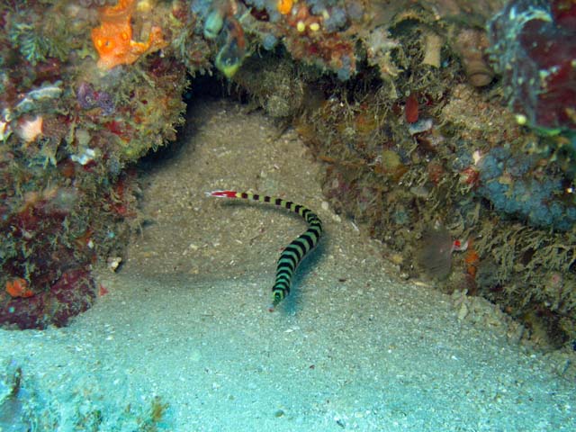 Pipefish, Bangka dive sites. Sulawesi,  Indonesia.