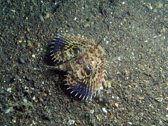 Scorpionfish, Lembeh dive sites. Sulawesi,  Indonesia.