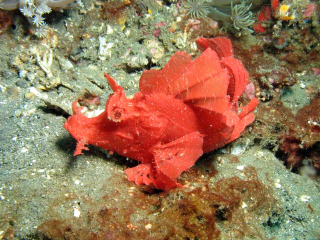 Scorpionfish, Lembeh dive sites. Sulawesi,  Indonesia.