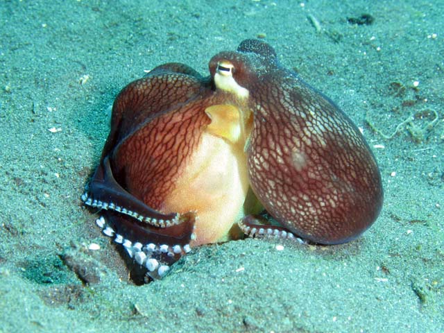 Coconut octopus, Lembeh dive sites. Sulawesi,  Indonesia.