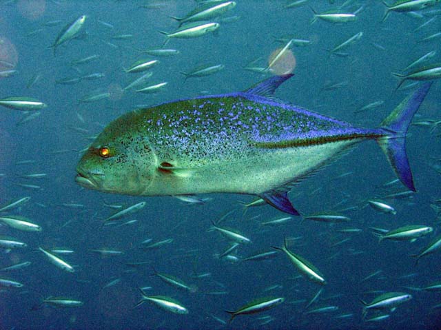 Kuda Rah Thila dive site. Maldives.