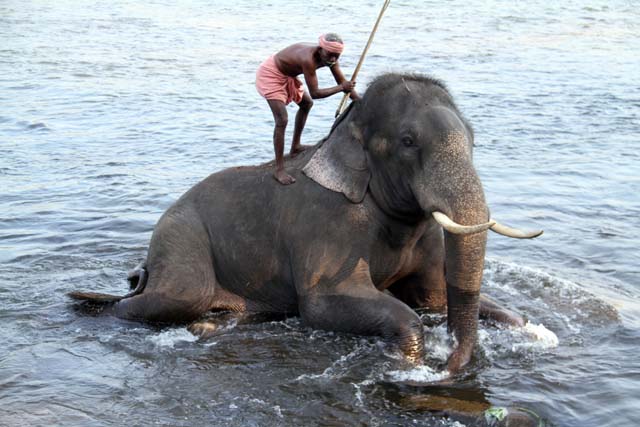 Elephants bathing at Kodanad near Kochi, Kerala. India.