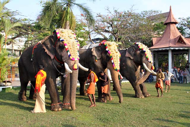 Pakalpooram (elephant procession), Ernakulam Shiva Temple Festival (Ernakulathappan Uthsavam). Ernakulam, Kerala. India.