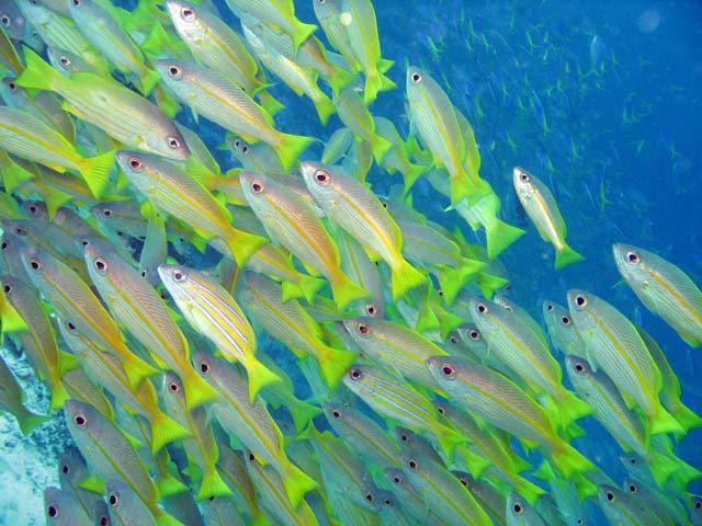 Yellow snapper. Raja Ampat. Papua,  Indonesia.
