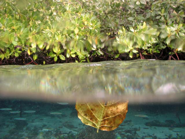 Mangroves. The Passage dive sites, Raja Ampat. Papua,  Indonesia.