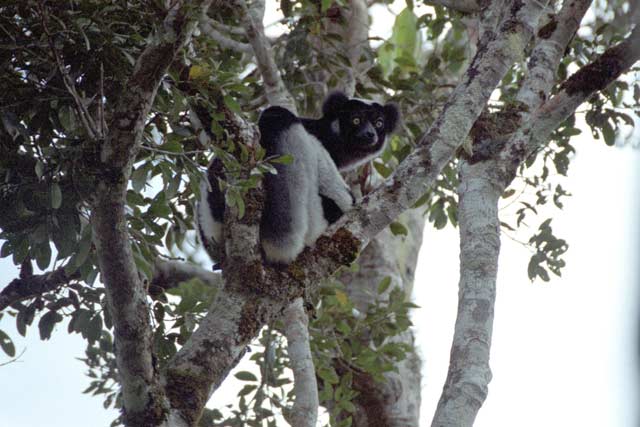 Indri-indri, the largest of the lemurs and almost tailless. Andasibe-Mantadia National park. Madagascar.