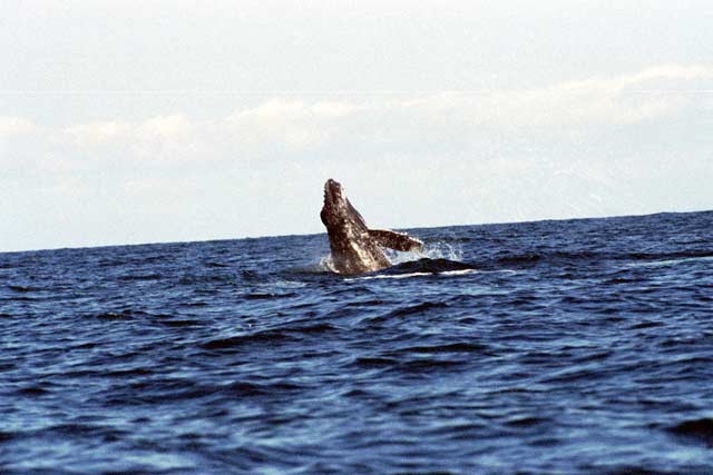 Whale, Ile Sainte Marie island. Madagascar.