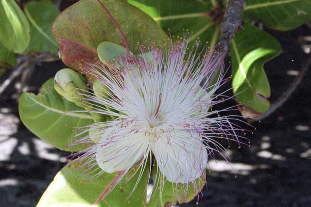 Flower, Ile Sainte Marie island. Madagascar.