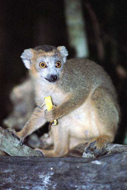 Crowned lemur, l'Ankarana National park. Madagascar.