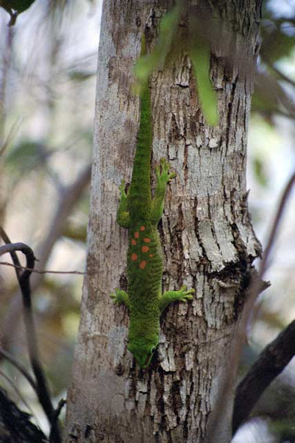 Gecko, l'Ankarana National park. Madagascar.