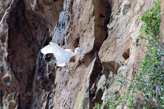 Bird, Tsiribihina river area. Madagascar.