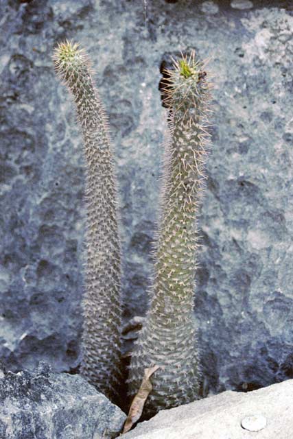 Flower on the of the Tsingy, Tsingy de Bemaraha National park. Madagascar.