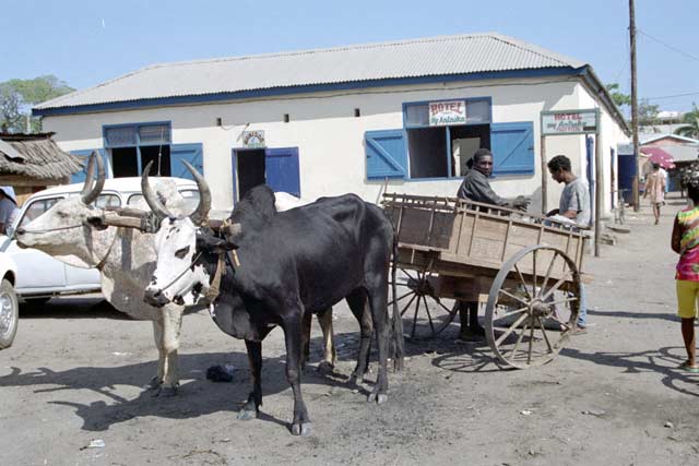 Zebu cart at Morondava. Madagascar.