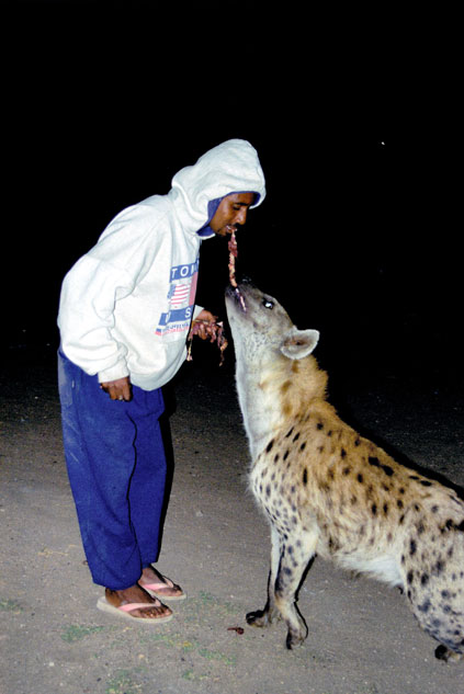 Hyena feeding at Harar. East,  Ethiopia.
