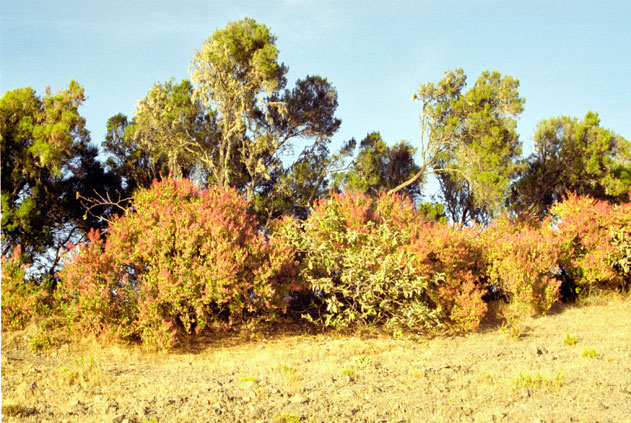 Simien mountains. North,  Ethiopia.