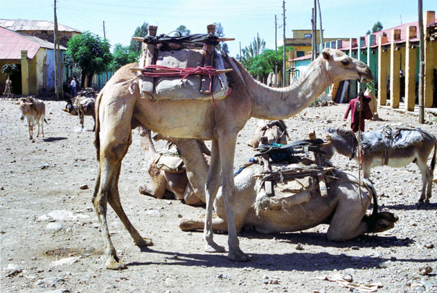 Camel at Aksum. North,  Ethiopia.