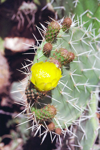 Flower. North,  Ethiopia.